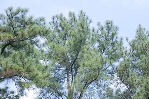 Young Pine Trees Reaching Upward Under a Bright Sky Stock Photos