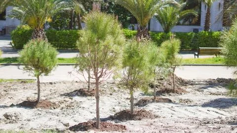 Young pine trees recently planted in a urban park area with a modern building Stock Photos