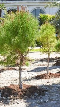 Young pine trees recently planted in a urban park area with a modern building Stock Photos