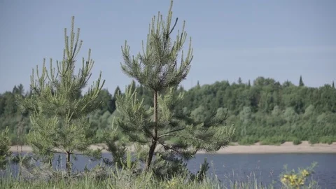 Young pine trees on the river bank Stock Footage 71273059