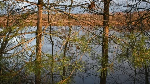 Young pine trees by the river Stock Footage 118903374