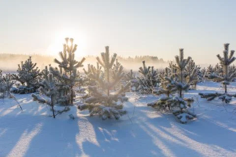 Young pine trees in a snowy field Stock Photos