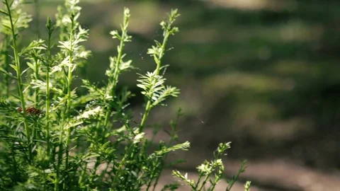 Young pine trees in summer sunset lights with blurry background. Video stock 76588802