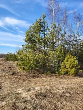 Young Pine Trees on Sunny Spring Ground Stock Photos