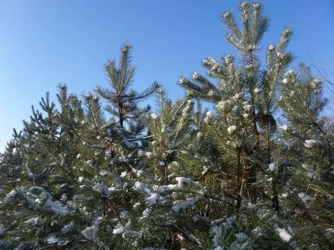 Young pine trees under the blue sky 写真素材