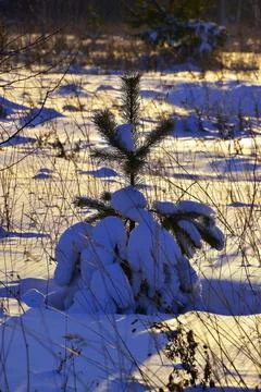 Young pine at winter sunset. December in the foothills of the Western Urals Stock Photos