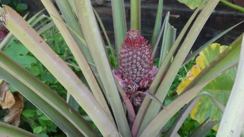 Young Pineapple Stock Footage 333957314