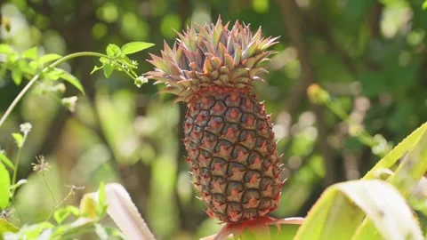 Young pineapple fruit, ananas comosus, growing on a stem surrounded by vibrant Видео 336062731