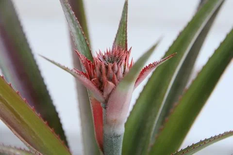 Young pineapple fruit developing on an indoor potted plant. Close-up of an ex Fotos de archivo