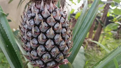 Young pineapple fruit growing on plant close up Stock Footage 341456042