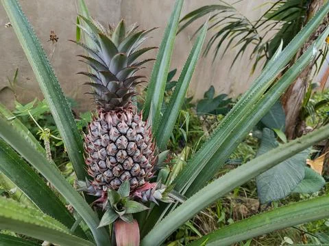Young Pineapple Fruit Growing On Plant In Tropical Garden Stock Photos
