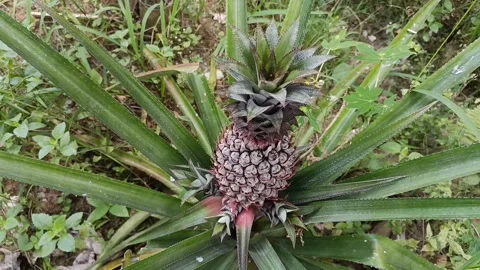 Young Pineapple Fruit Growing on Tropical Plant in Natural Garden Stock Footage 339639266