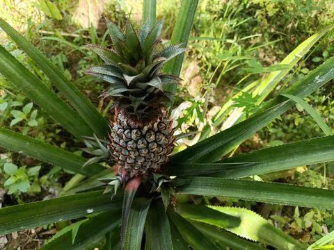 Young Pineapple Fruit Growing on Tropical Plant Stock Photos