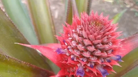 Young pineapple fruit is purplish red Stock Footage 319927024