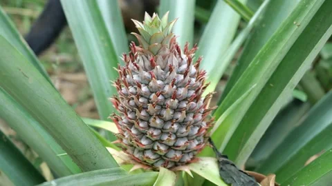 Young pineapple fruit on tree plant with natural green background Stock Footage 147974887