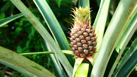 Young pineapple fruit on tree plant with natural green background Stock Footage 171056597