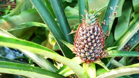 Young pineapple fruit on tree plant with natural green background Stock Footage 231663035
