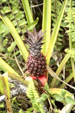 Young pineapple growing 库存照片