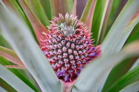 Young pineapple growing on plant Stock Photos