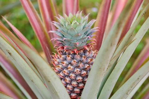 Young pineapple growing on plant Stock Photos