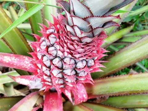Young pineapple grows on the ground in the summer on the plantation Stock Photos