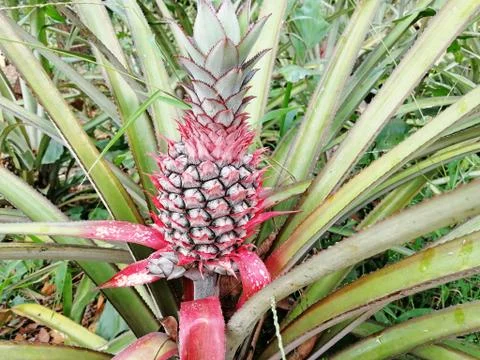 Young pineapple grows on the ground in the summer on the plantation Stock Photos