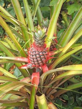 Young pineapple grows on the ground in the summer on the plantation Stock Photos