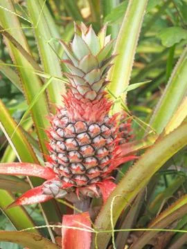 Young pineapple grows on the ground in the summer on the plantation Stock Photos