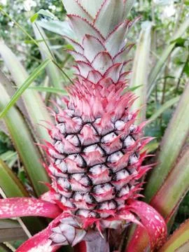 Young pineapple grows on the ground in the summer on the plantation Stock Photos