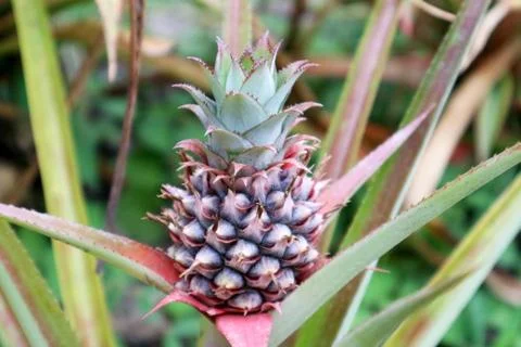 Young Pineapple Isolated in the Garden Stock Photos