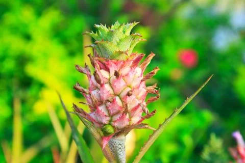 Young pineapple Stock Photos