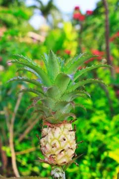 Young pineapple Stock Photos