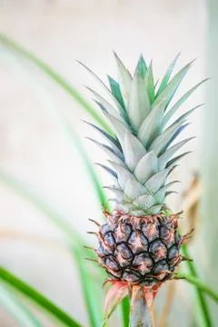 A young pineapple Stock Photos
