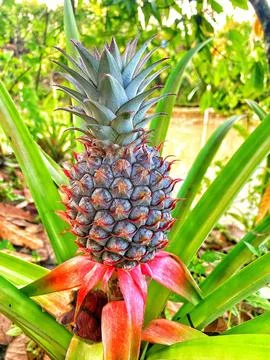 Young pineapple Stock Photos