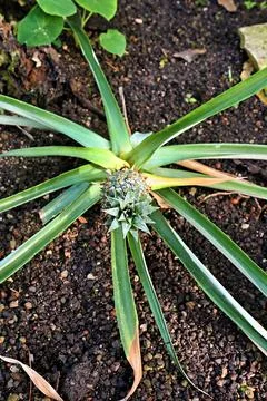 Young Pineapple Plant with Developing Fruit. Stock-Fotos