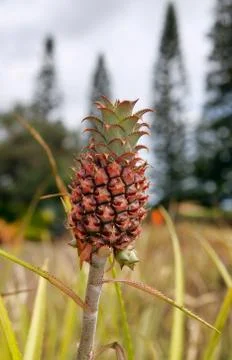 Young Pineapple Plant. Foto stock