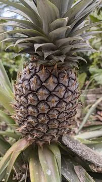 Young pineapple tree Stock Photos