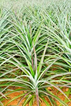 Young pineapple tree in plant clode up Stock Photos