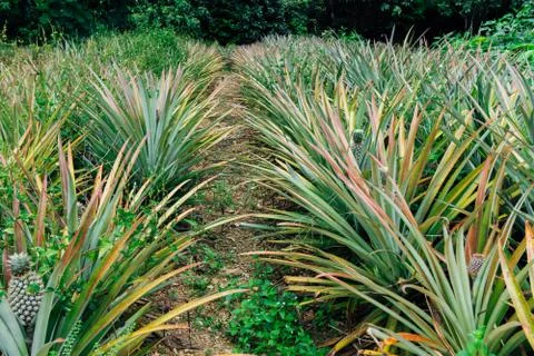 Young pineapple tree in plant close up Stock Photos