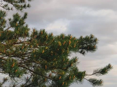 Young pinecones on a branch in the sunset light Stock Photos
