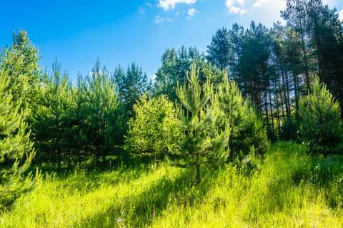 Young pines in the backlight. Stock Photos