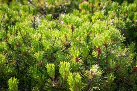 Young pines close up Foto stock