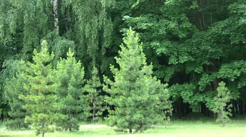Young Pines Stock Footage 7130269