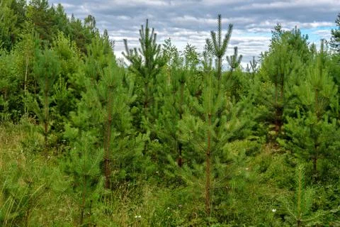 Young pines in the forest Stock Photos