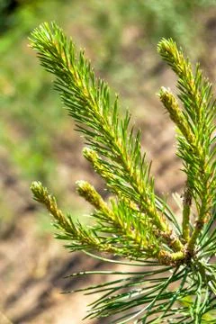 Young pines Stock Photos