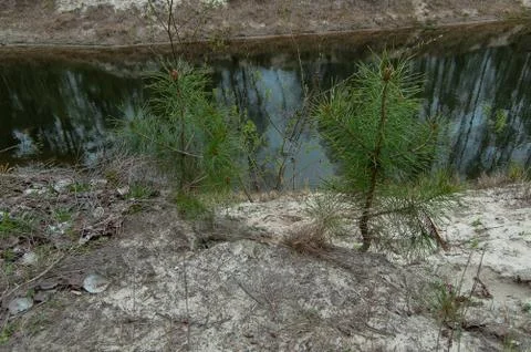 Young pines Stock Photos