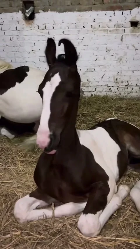 Young Pinto Horse Getting Up From Straw Bedding In Barn Vídeos de archivo 332737949