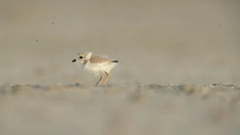 Young Piping Plover foraging Stock Footage 200858949