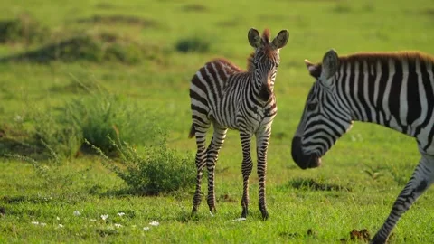 Young Plains Zebra Foal Standing Alert in the Lush Savannah of Maasai Mara Stock Footage 340550053