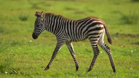 Young Plains Zebra Foal Walking Toward Its Mother Across the Green Grasslands Stock Footage 340563843